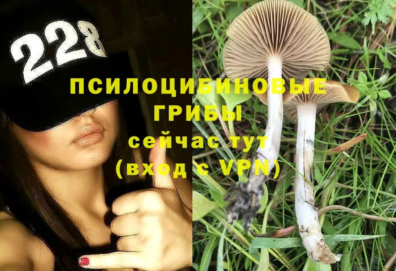 Псилоцибиновые грибы MAGIC MUSHROOMS  Курлово 